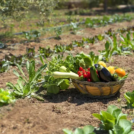 Baglio Donna Concetta *